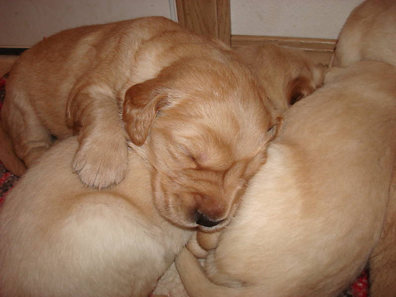 golden labradors puppies